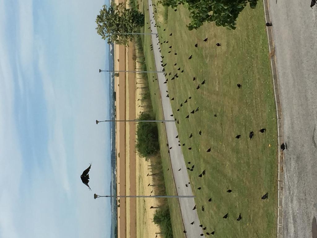Birdland Villapark Golf View Bük Exteriér fotografie